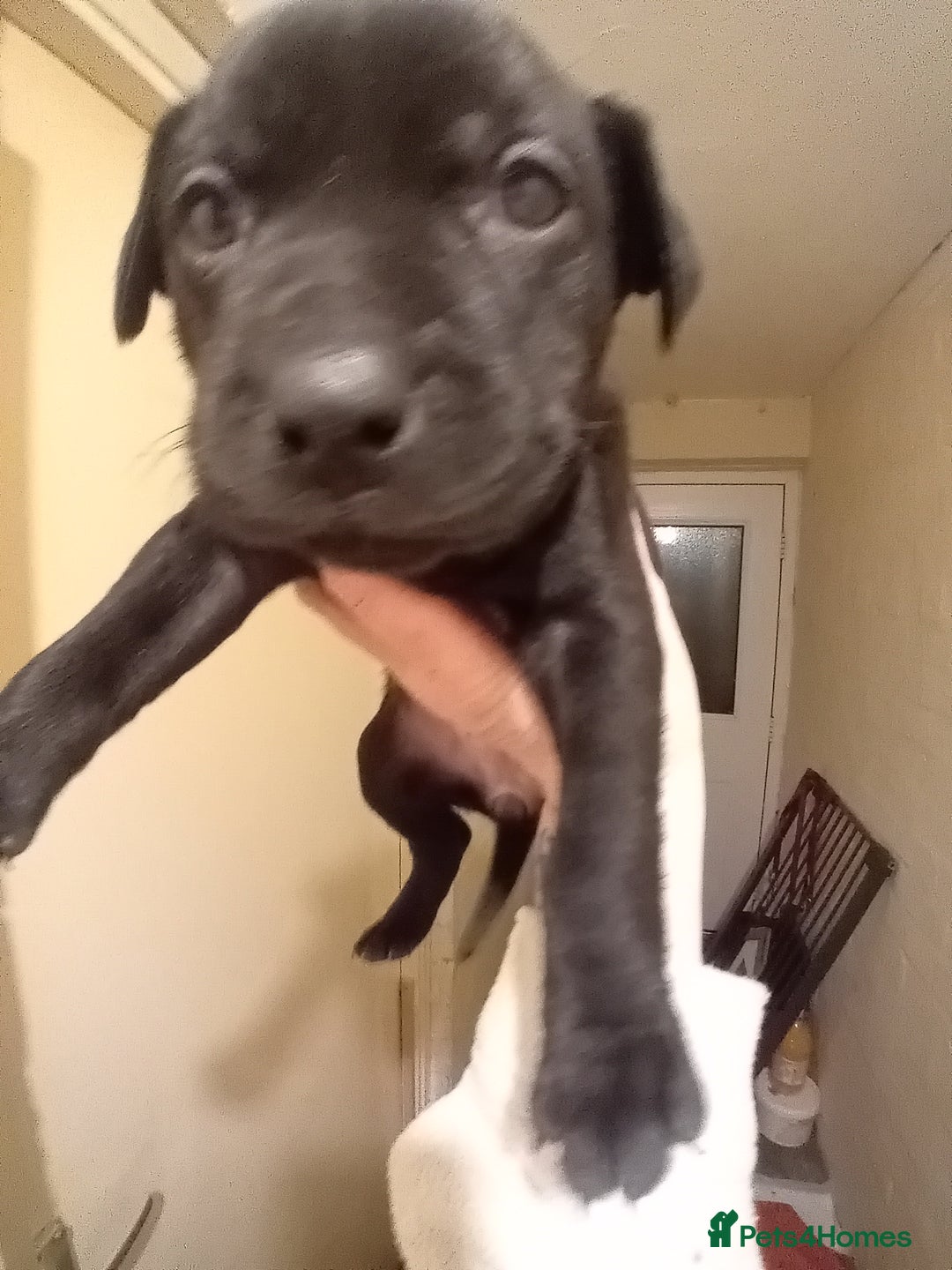 Mixed Breed dogs for sale: Labrador cross - Advert 5