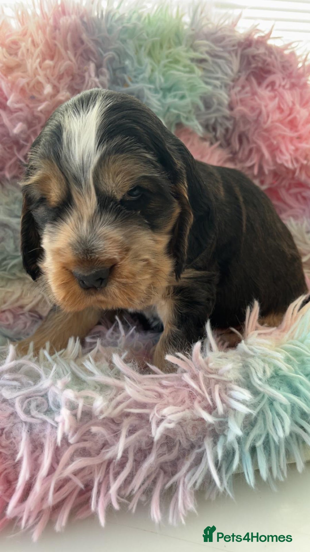 Cocker Spaniel dogs for sale: Champion Bloodlines KC Reg Show Cocker Spaniels - Advert 7