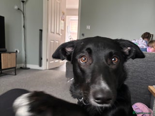 Mixed Breed dogs - Advert 2