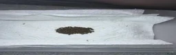 Stick Insects invertebrates for sale: Indian stick insect eggs - Advert 1