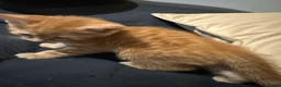 Mixed Breed cats for sale: Beautiful ginger kittens for SALE in Bradford - Advert 18