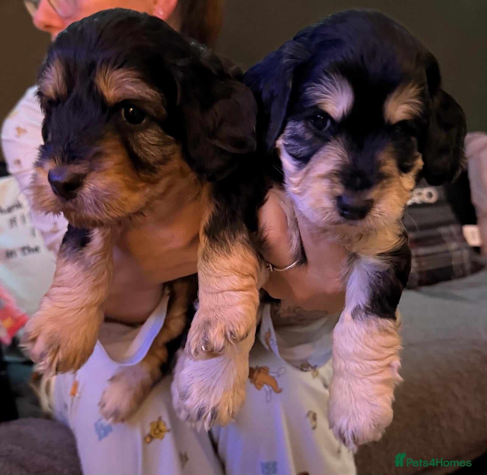 Cockapoo dogs Sable cockapoo puppies F2 - Advert 7