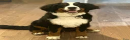 Bernese Mountain Dog dogs for sale: KC Registered Bernese Mountain Dog   - Advert 2