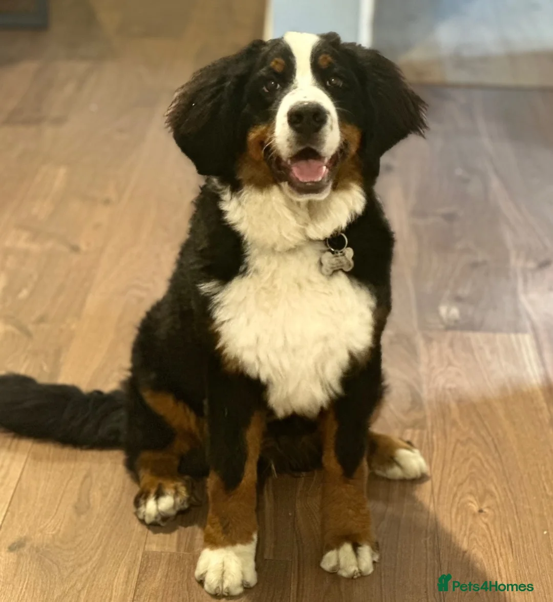 Bernese Mountain Dog dogs for sale: KC Registered Bernese Mountain Dog   - Advert 2