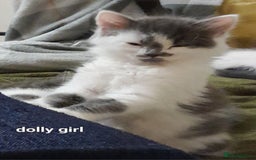 Siamese cats for sale: Bi colour blue and white kittens - Image 6