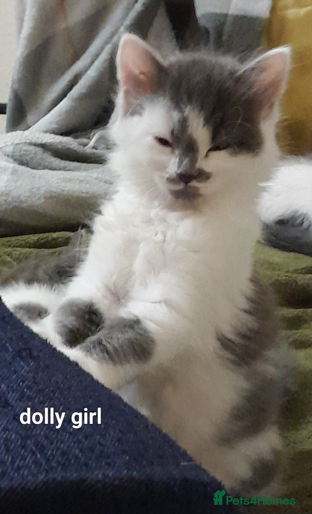 Siamese cats for sale: Bi colour blue and white kittens - Image 6