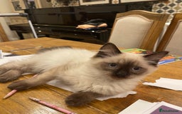 Ragdoll cats for sale: Cuddly GCCF Ragdoll Boy - Image 4