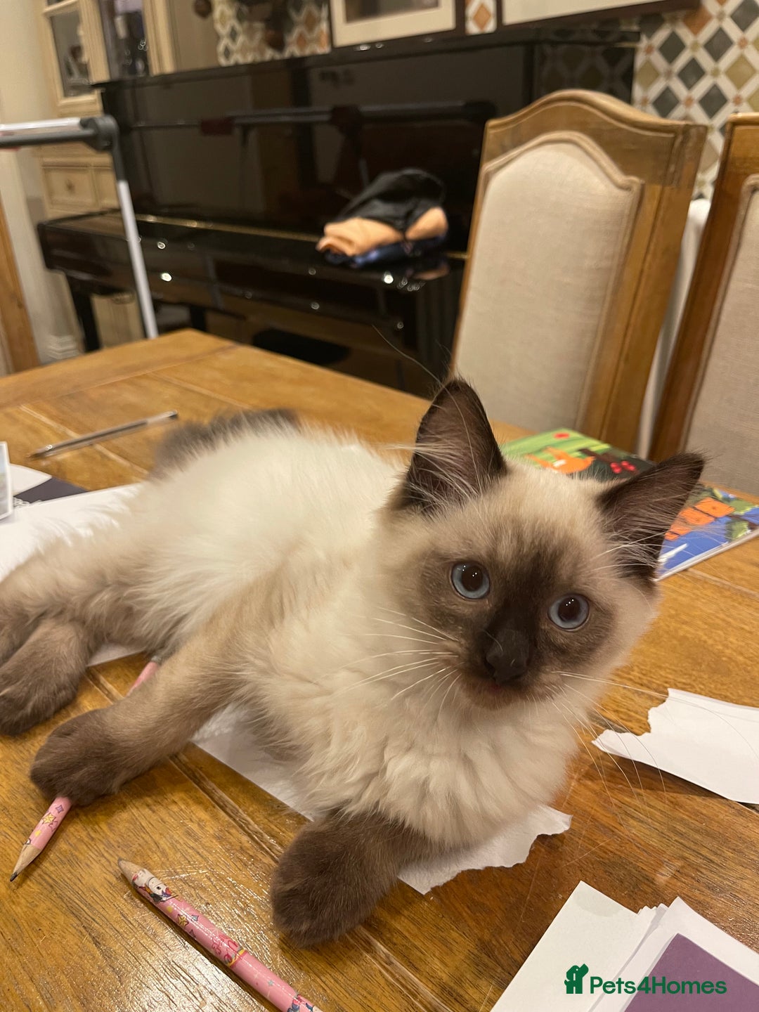 Ragdoll cats for sale: Cuddly GCCF Ragdoll Boy - Image 4