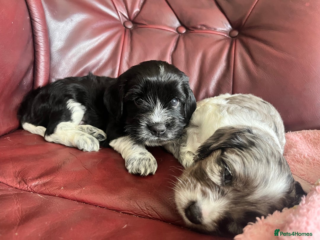 Mixed Breed dogs for sale: Beautiful Cavapoo Puppies  - Image 10