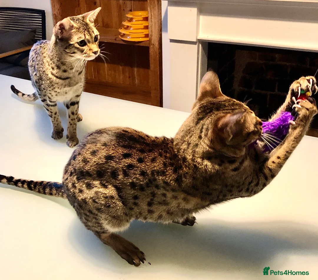 Savannah cats for sale: Stunning f3c female savannah  - Advert 4
