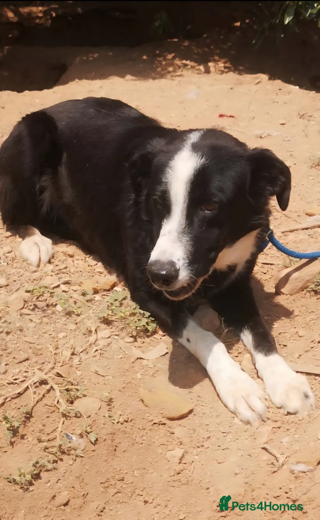 Mixed Breed dogs for adoption: Reduce fee an Urgent 🚨 home for Max in Hengoed - Advert 2