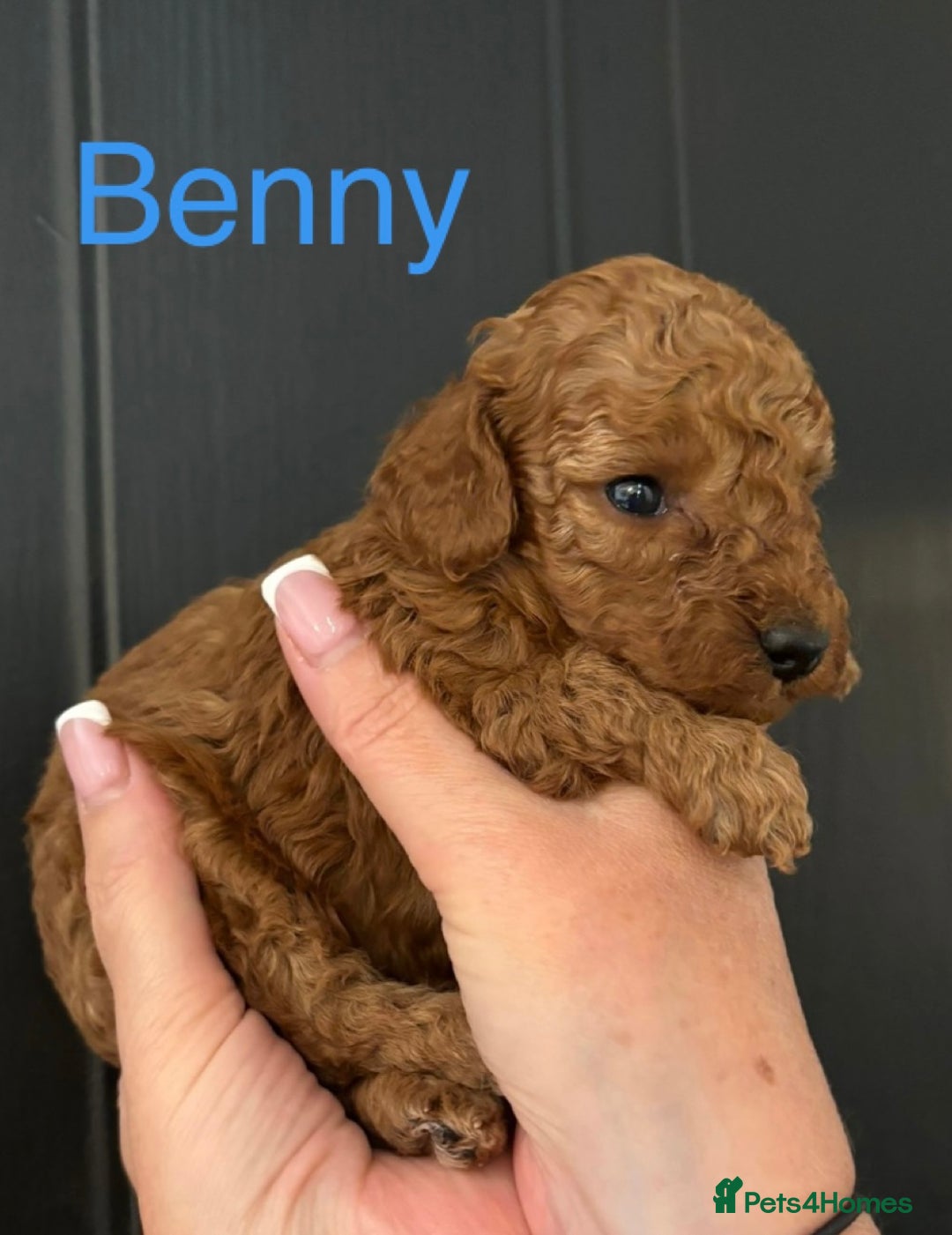 Miniature Poodle dogs for sale: Stunning minature poodle puppies  - Image 6