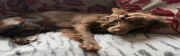Cocker Spaniel dogs for sale: Four Gorgeous Male Working Cocker Spaniel Puppies  - Advert 2