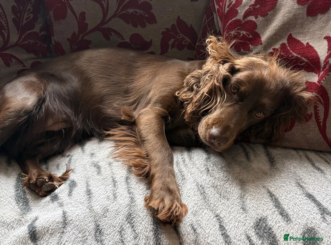 Cocker Spaniel dogs for sale: Four Gorgeous Male Working Cocker Spaniel Puppies  - Advert 2