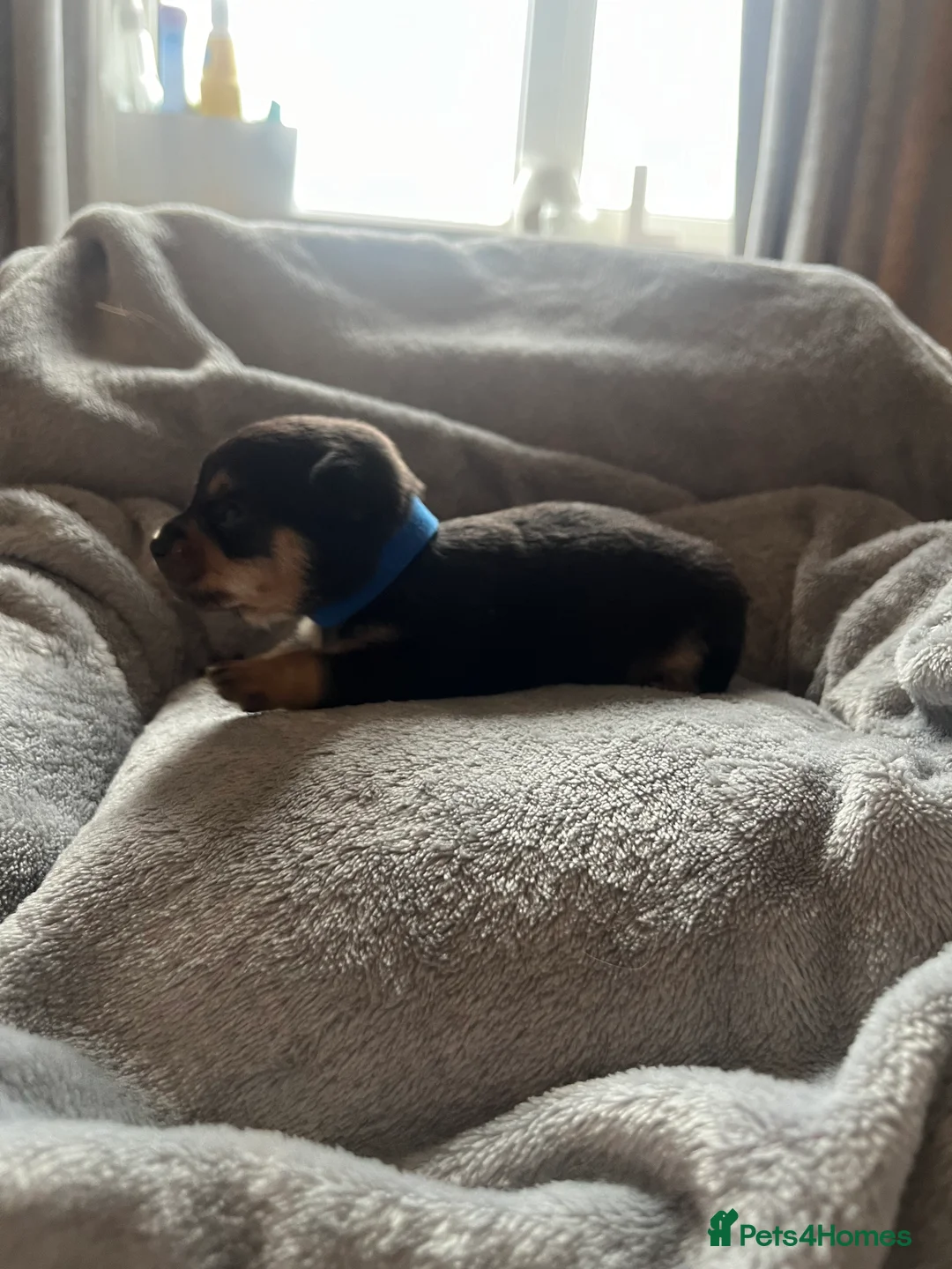 Chihuahua dogs for stud: Chihuahua stud (Romeo) in Sherborne - Advert 23