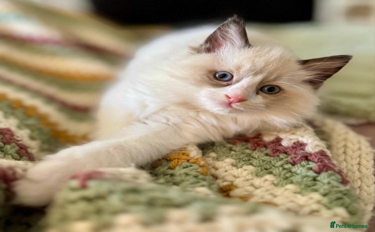 Ragdoll cats - Advert 3