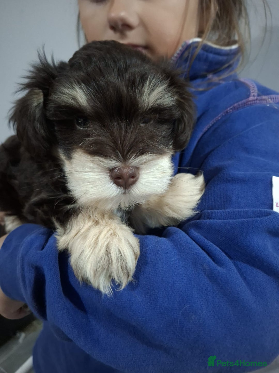 Miniature Schnauzer dogs for sale: Two beautiful girls  - Advert 15