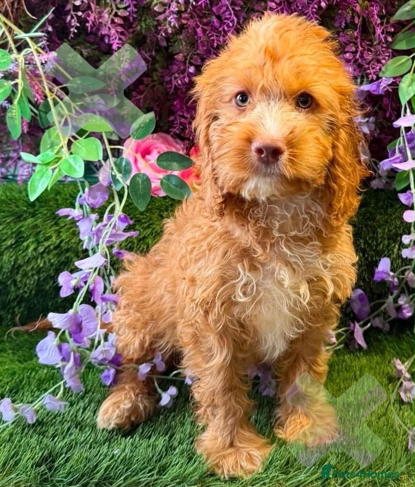 Cockapoo dogs F1 Apricots and fox reds mini cockapoos 30 dna clr - Advert 1