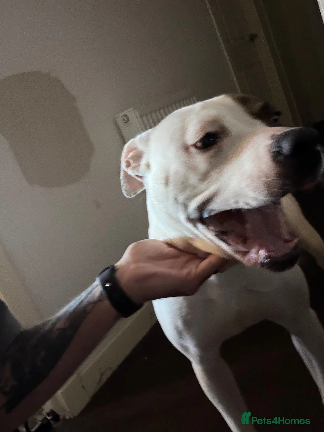 American Bulldog dogs for sale: 1 year old American bulldog  in Leven - Advert 2