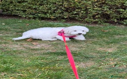 Maltese dogs for sale: Puppy - Image 8