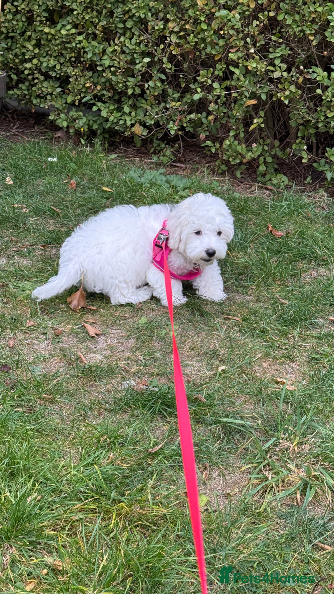Maltese dogs for sale: Puppy - Image 8