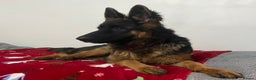 German Shepherd dogs for sale: Top Quality GSD puppies available  - Advert 4