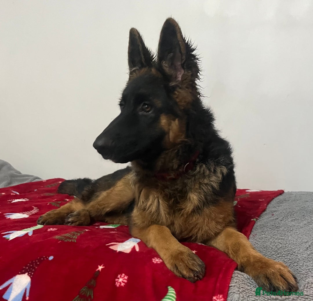 German Shepherd dogs for sale: Top Quality GSD puppies available  - Advert 4