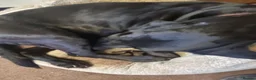 Labrador Retriever dogs for sale: Black Labrador puppy from working lines in Bromsgrove - Advert 4