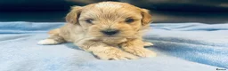 Maltipoo dogs for sale: F1 Maltipoo - Advert 12