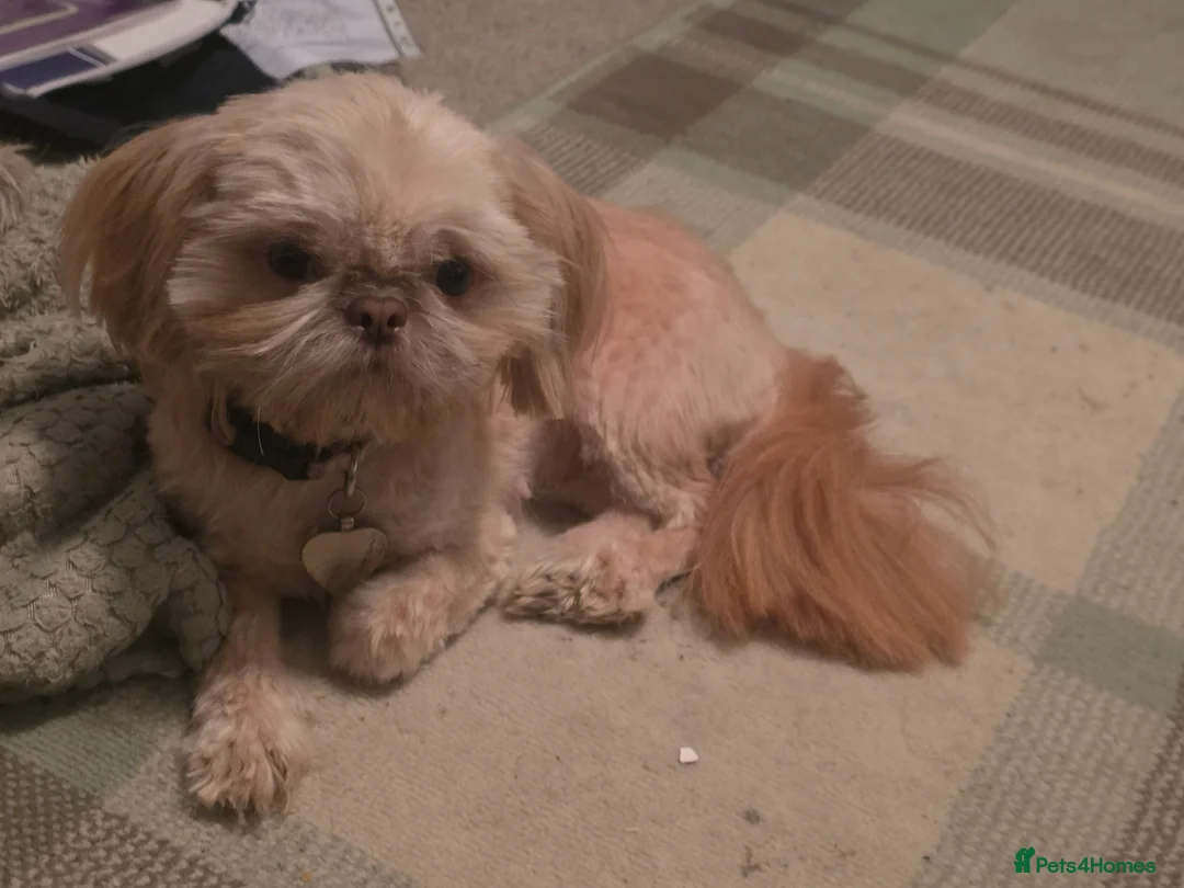 Shih Tzu dogs for sale: 2 female imperial shih tzu  - Advert 2