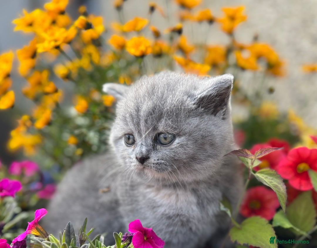 British Shorthair cats for sale: 🌟GCCF Registered Kittens, Ready 21st August🌟 in Abergavenny - Image 13