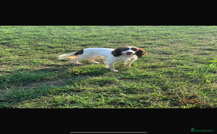 English Springer Spaniel dogs - Advert 1