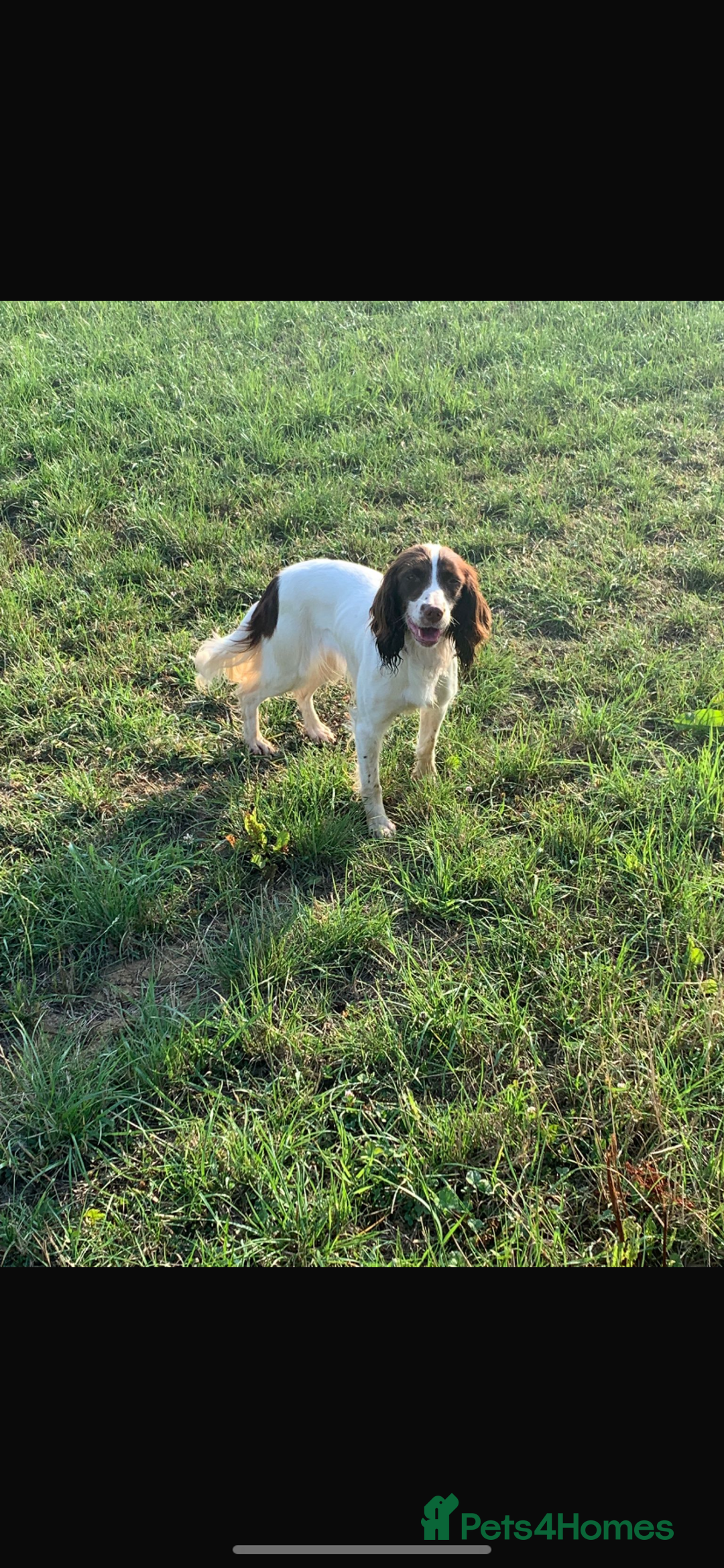 English Springer Spaniel dogs for sale: Millie - Image 1