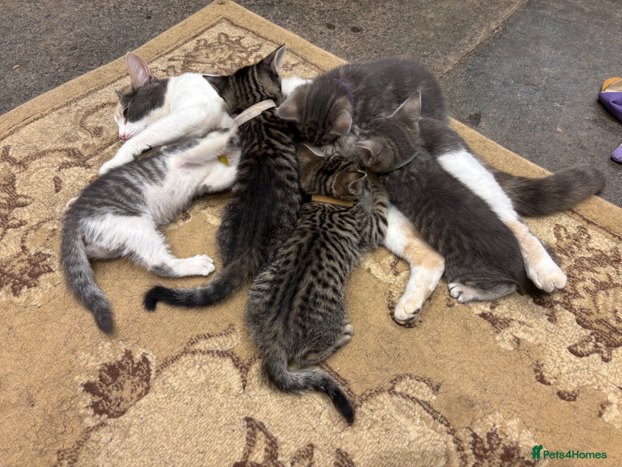 Mixed Breed cats for sale: Gorgeous Kittens Looking for 5* Forever Homes  - Advert 10