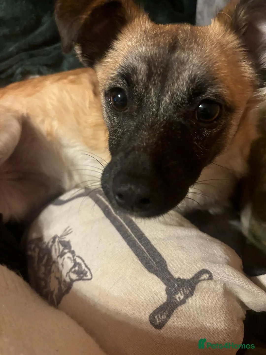 Mixed Breed dogs for adoption: Meet Foxy, currently residing in Barnsley  - Advert 6