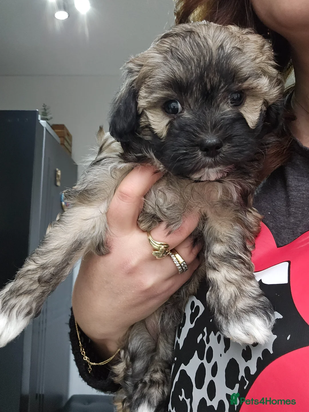 Bichon Frise dogs for sale: Lovely bichon girl - Advert 1