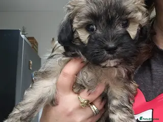 Bichon Frise dogs Lovely bichon girl - Advert 1