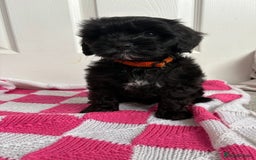 Cavapoo dogs for sale: Beautiful Cavapoos - Image 4