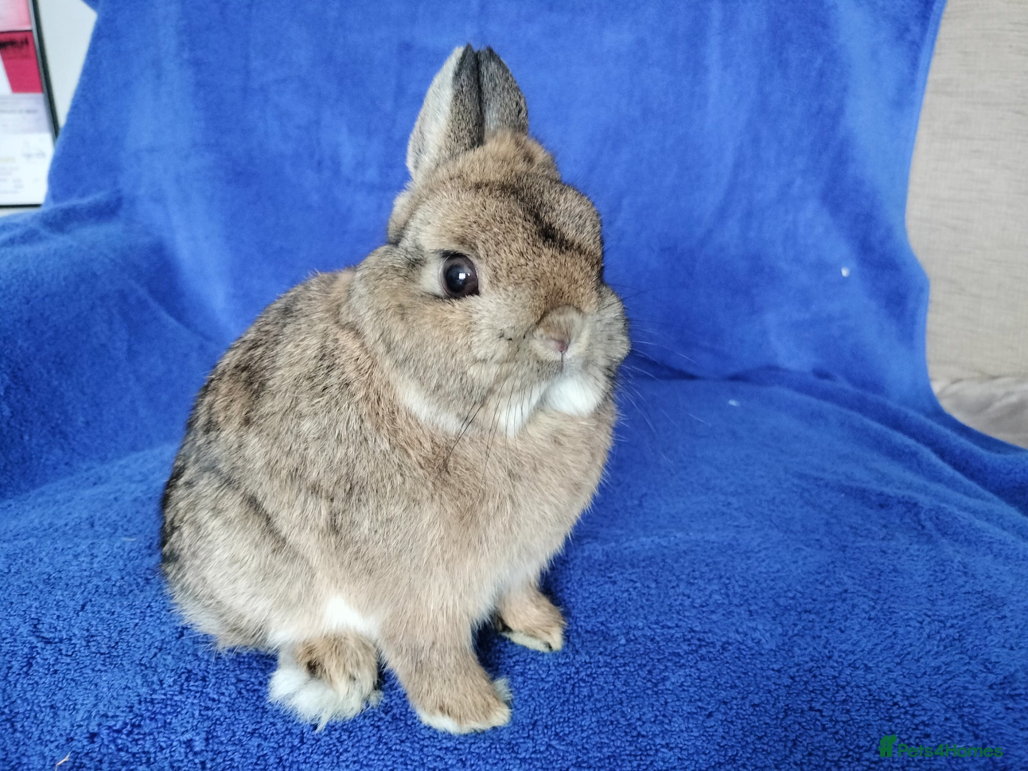 Netherland Dwarf rabbits Netherland dwarf for sale  - Advert 13