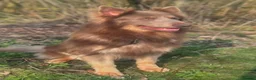 German Shepherd dogs for sale: Isabella german shepherd puppies  - Advert 17