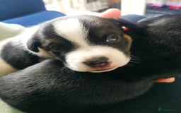 Jack Russell dogs for sale: Traditional jack Russell puppy - Image 3