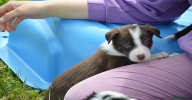 Mixed Breed dogs - Advert 16