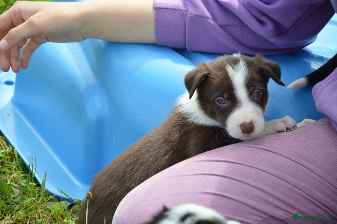 Mixed Breed dogs for sale: Beautiful Border Collie pups - Image 3