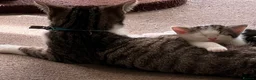 Mixed Breed cats for sale: Ready for their forever homes, 3 fluffy angels - Advert 1