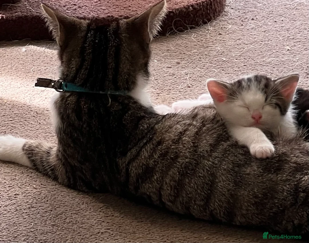 Mixed Breed cats for sale: Ready for their forever homes, 3 fluffy angels - Advert 1