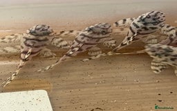 Plecos fish for sale: L236sw Pleco. 1” & 2”-3”  - Image 1