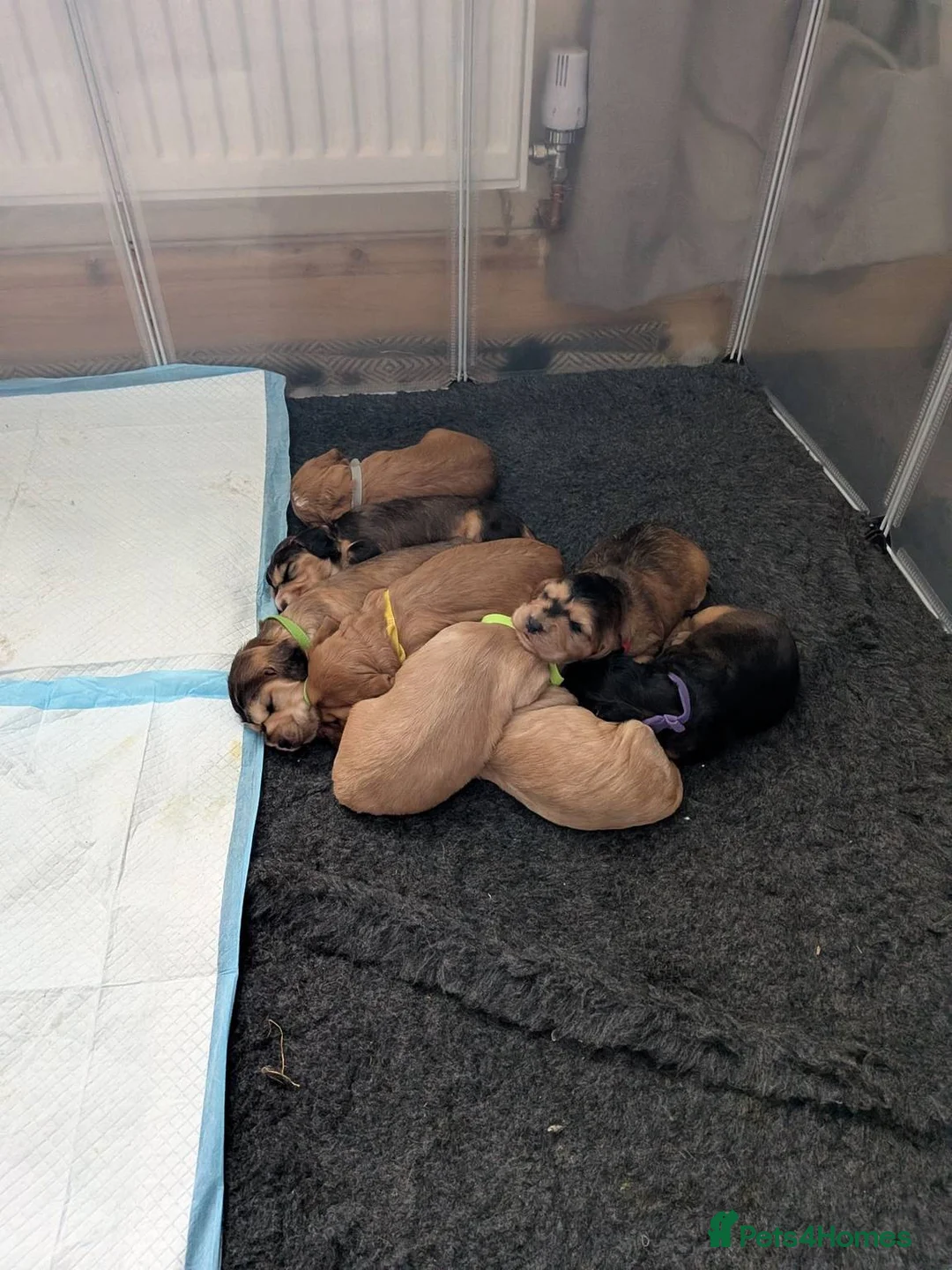 Cocker Spaniel dogs for sale: Working cocker puppies for sale in Ammanford - Advert 15