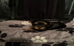 Yorkshire Terrier dogs for sale: Yorkshire terrier puppy  - Advert 11