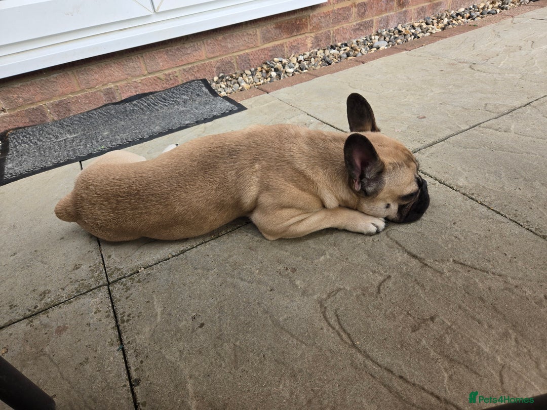 French Bulldog dogs for sale: ❤️Breeding pair of lovely Frenchies❤️ - Image 7