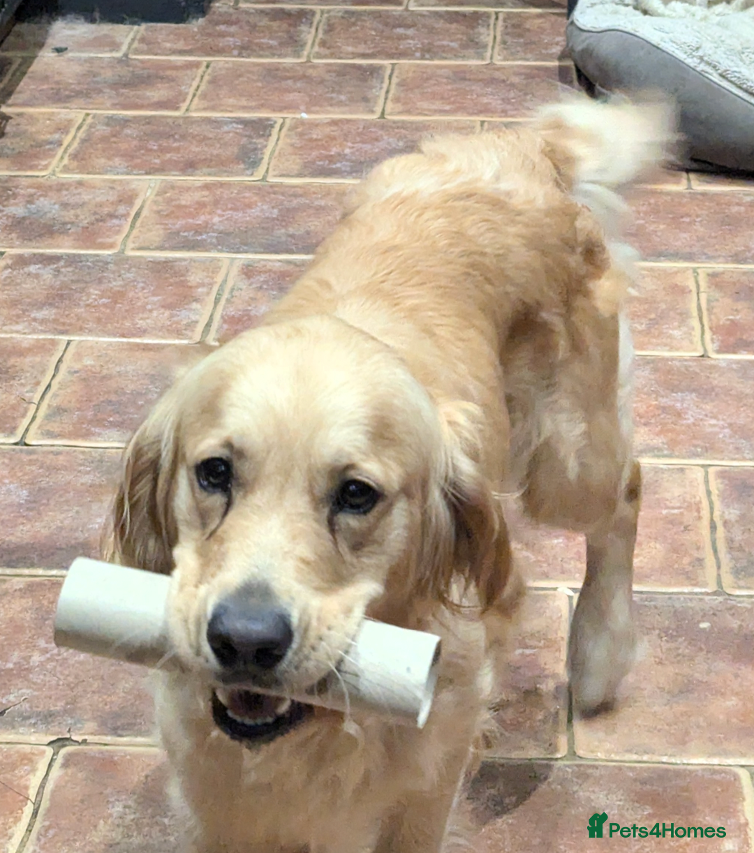 Golden Retriever dogs for sale: Female golden retriever - Image 2